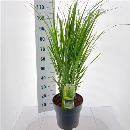 Panicum Virgatum Northwind