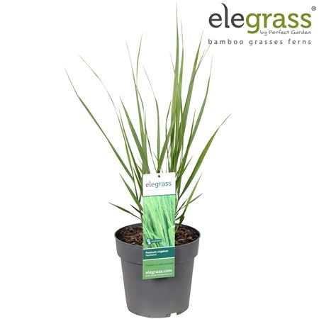 Panicum Virgatum Northwind