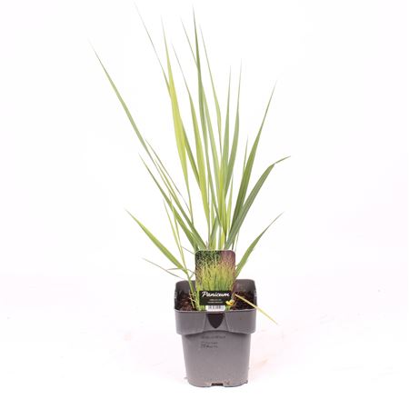 Panicum Virgatum Northwind