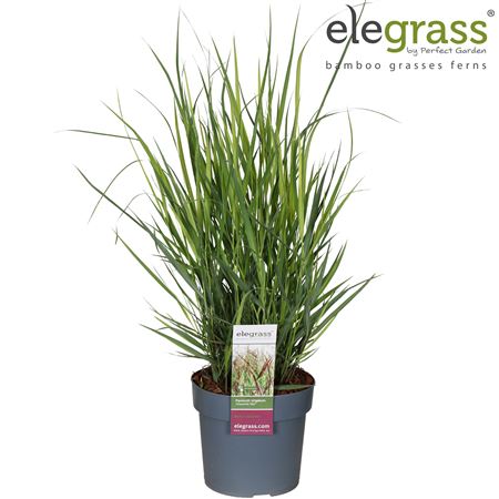 Panicum Virgatum Cheyenne Sky