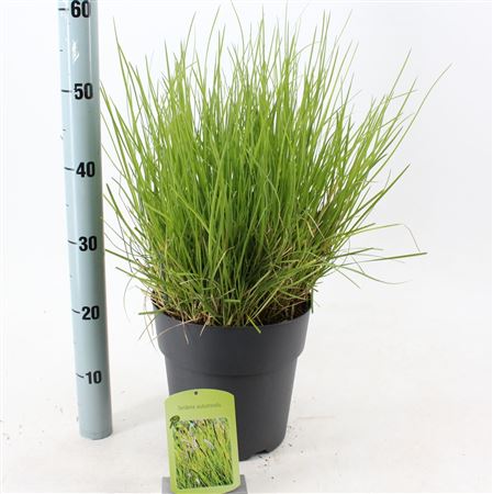 Sesleria Autumnalis