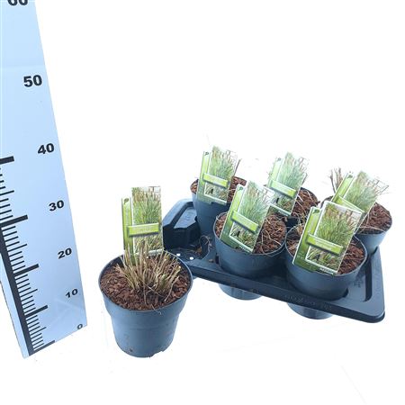 Пеннисетум Ало Ред Хед