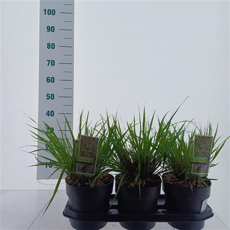 Pennisetum Alop Black Beauty