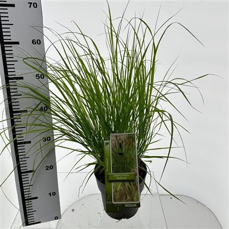 Pennisetum Alop Red Head