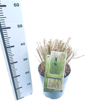 Pennisetum Alop Red Head