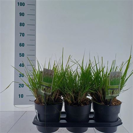 Pennisetum Alop Viridescens