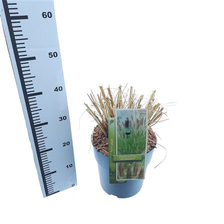 Pennisetum Alop Viridescens