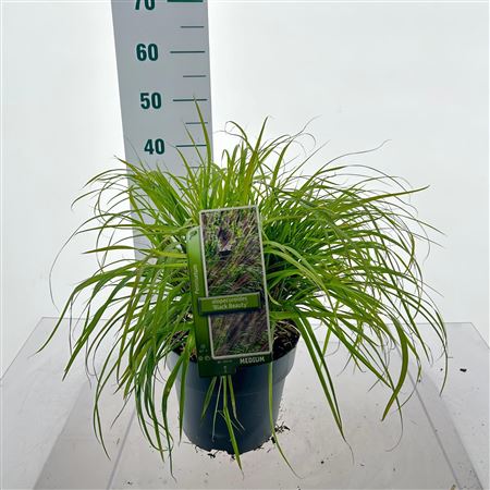 Pennisetum Alopecuroides Black Beauty