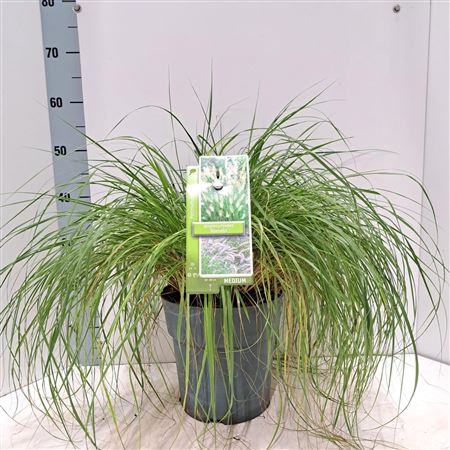Pennisetum Alop Hameln