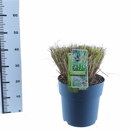 Pennisetum Alop Hameln