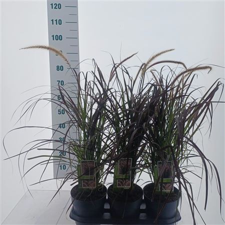 Pennisetum Setaceum Rubrum
