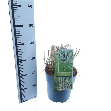 Пеннисетум или Сказка о хвостах