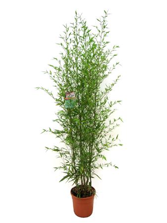 Bambusa Bissetii