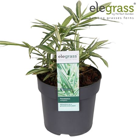 Плейобластус Вариегат