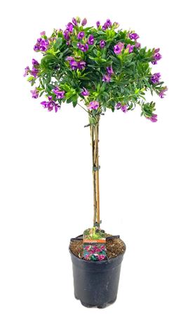 Полигала миртифолия на стебле