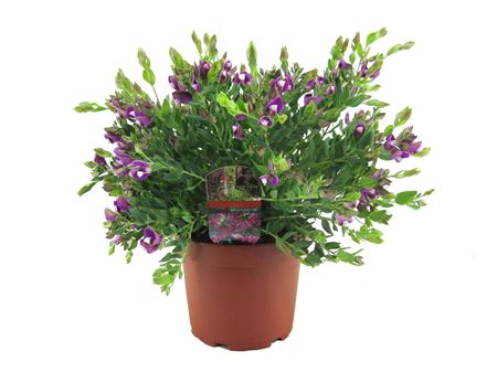 Полигала миртифолия