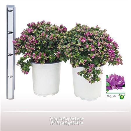 Polygala Baby Pink Bush