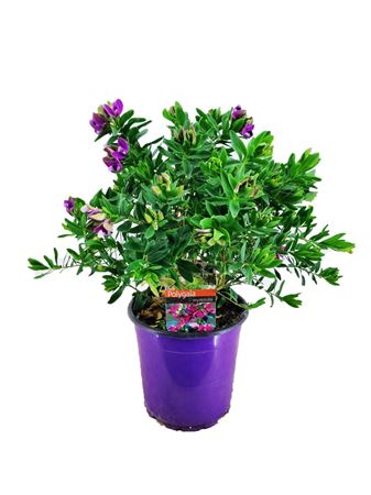 Polygala Myrtifolia