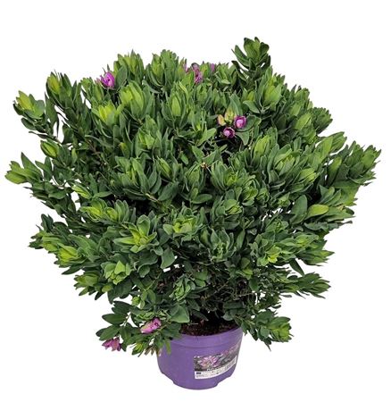 Polygala Myrtifolia Bush