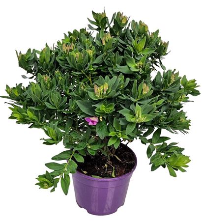Polygala Myrtifolia Bush