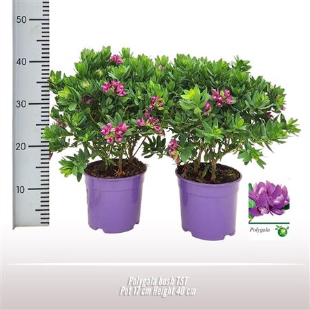 Polygala Bush