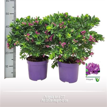 Polygala Bush
