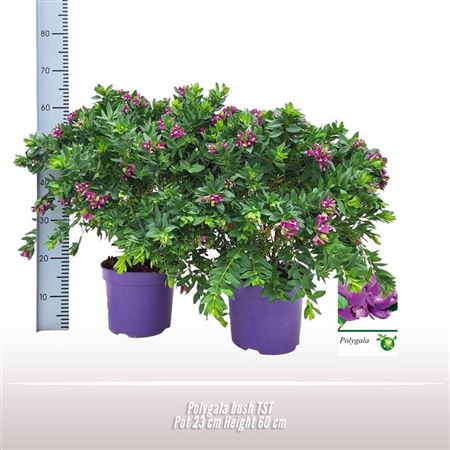 Polygala Bush
