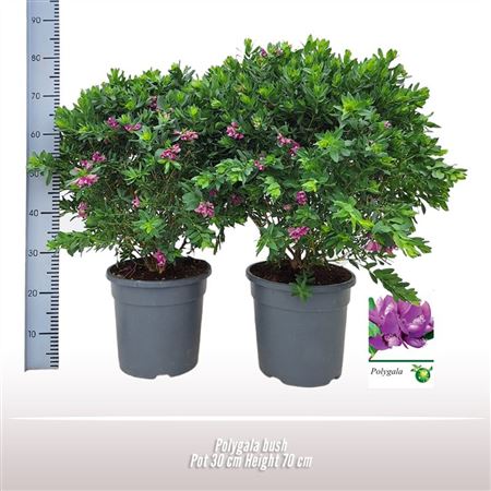 Polygala Bush