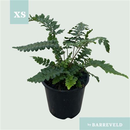 Polystichum Polyblepharum