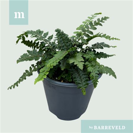 Polystichum Polyblepharum 14 (buiten Varen, Gard