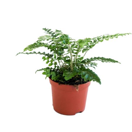Polystichum Polyblepharum