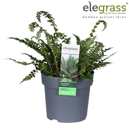 Полистихум неолобатум