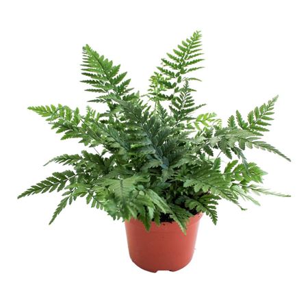Polystichum Tsus-simense (winterhard)