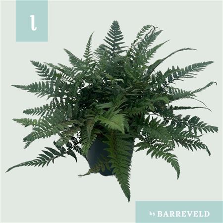 Polystichum Tsussimense