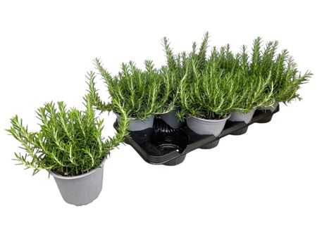 Rosmarinus Prostratus.