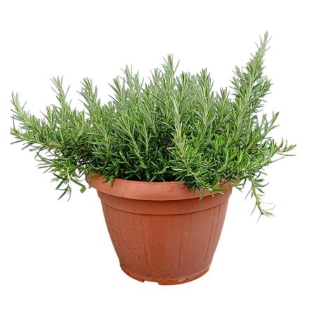 Rosmarinus Prostratus.