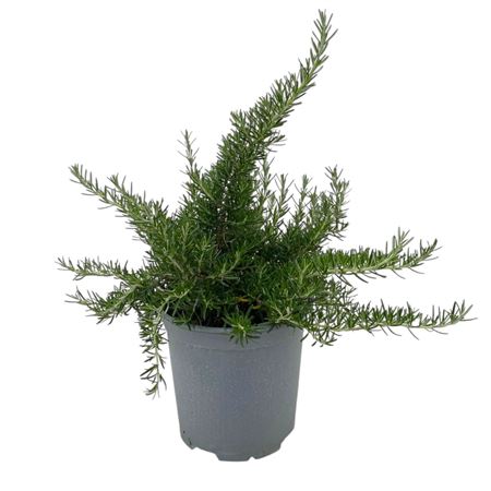 Rosmarinus Prostratus.