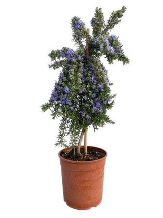 Rosmarinus Prostratus On Stem