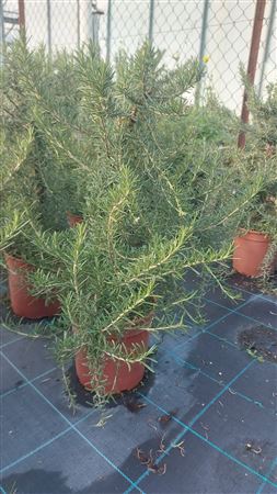 Пирамида Розмарина Прострата