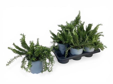 Rosmarinus Prostratus Bush