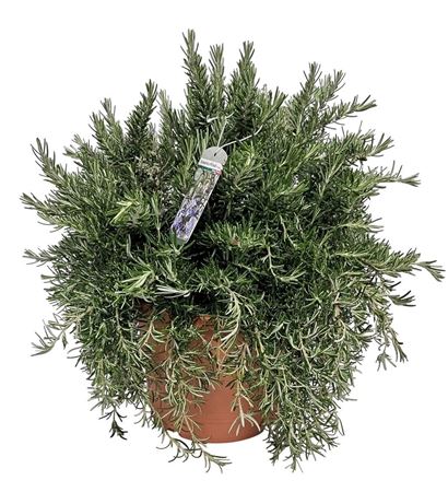Rosmarinus Prostratus Bush