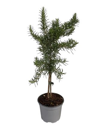 Rosmarinus Prostratus On Stem