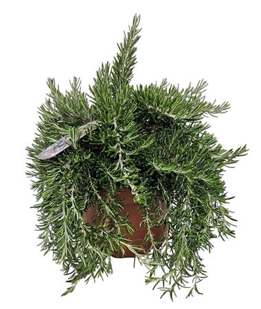 Rosmarinus Prostratus Bush