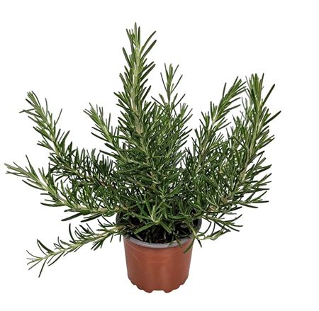 Rosmarinus Prostratus Bush