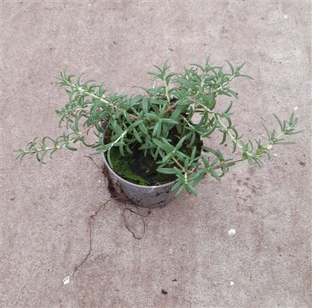 Rosmarinus Blue Cascade