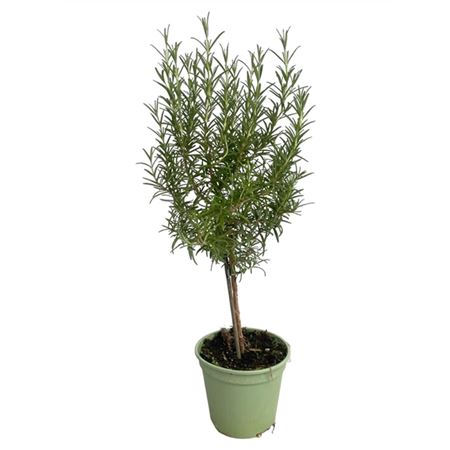 Rosmarinus Officinalis On Stem