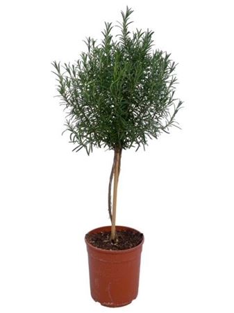 Rosmarinus Officinalis On Stem