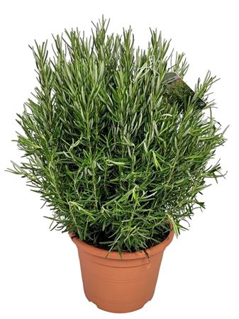 Rosmarin Officinalis Bush