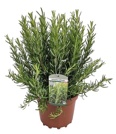 Rosmarinus Officinalis Bush