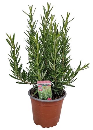 Rosmarin Officinalis Bush
